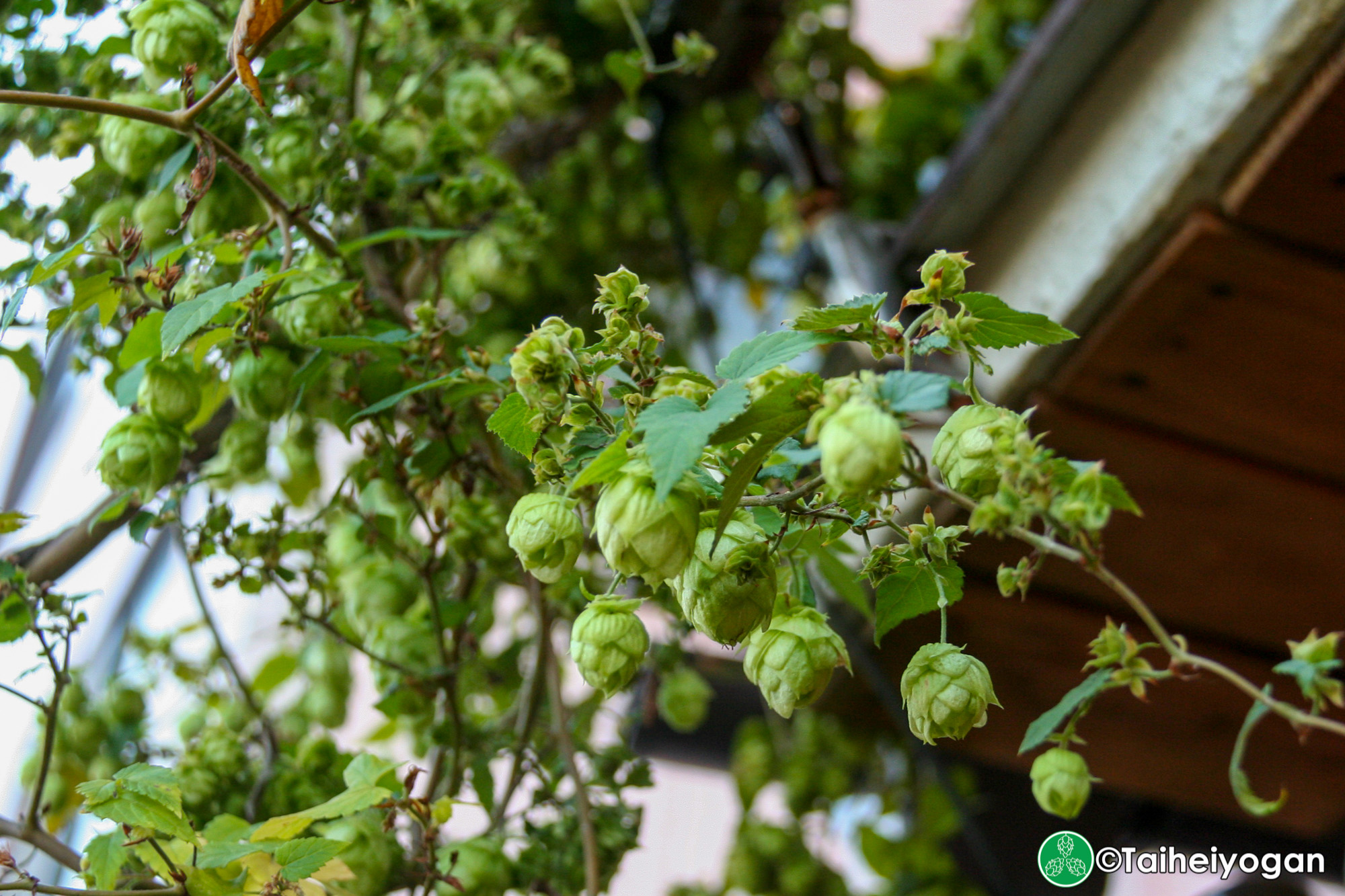 Beer++ - Interior - 2F - Balcony Hops